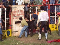 San Pedro Del Parana - Stierstoeien (3)