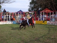 San Pedro Del Parana - Stierstoeien (4)