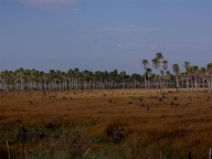 Tacuara - San Estanislao (2)