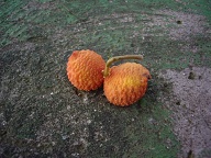 Tacuara - San Estanislao (3)