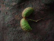 Tacuara - San Estanislao