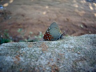 Villa Rica - Vlinder