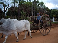 Villarica - San Pedro Del Parana - Ossenkar